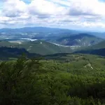 Platan Panzio Dobogoko